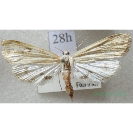 Parapoynx stratiotata (Linnaeus, 1758) Nimfa osoczanka Slovakia28h